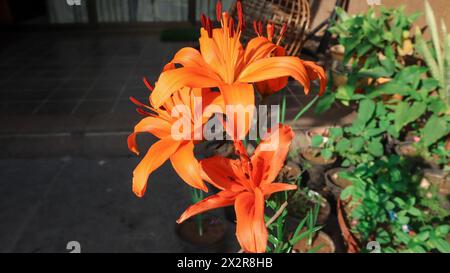 Beautiful Orange lily also known as Tiger lily or Common lily grown in house garden from bulb. Stock Photo