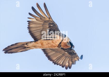 Close-up of a flying adult Bearded Vulture or Lammergeier (Gypaetus barbatus) soaring over the Tibetan Plateau in Sichuan Stock Photo