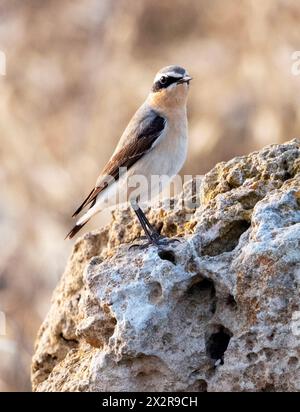 Male Northern Wheatear, (Oenanthe oenanthe) perched on a rock, paphos, Cyprus Stock Photo