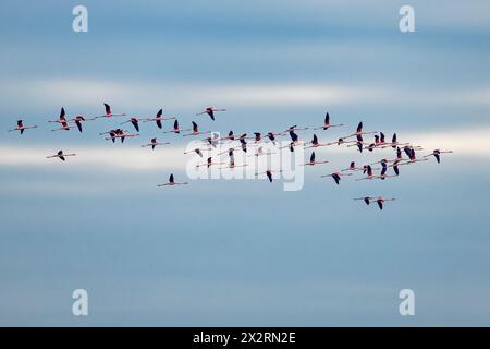 Flock of flamingos flying in sky, Italy Stock Photo