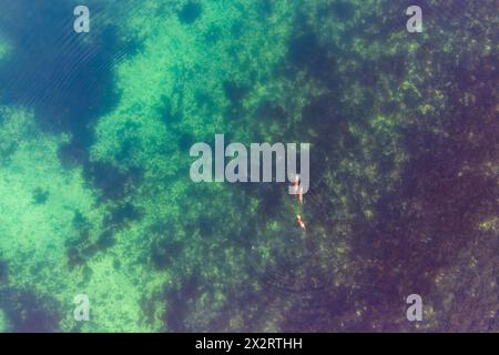 UK, Scotland, Aerial view of otter swimming in turquoise sea with two cubs Stock Photo