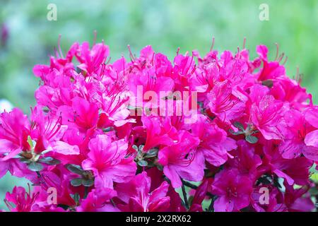 Rhododendron molle spp. japonica pink flowers, focus stack Stock Photo
