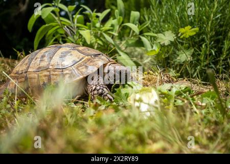 Hermann's Tortoise eating lettuce in garden at Bavaria, Germany Stock Photo