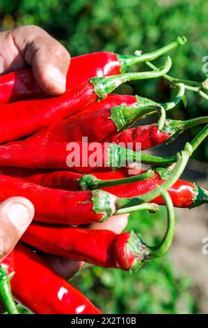 Mexico, Sinaloa, Hands of man holding bunch of red chili peppers Stock Photo