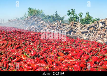 Mexico, Sinaloa, Red chili peppers roasting on open fire with wood and dried coconuts Stock Photo
