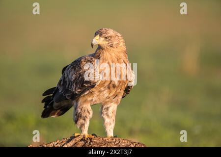 Portrait of Spanish imperial eagle (Aquila adalberti) Stock Photo