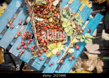 Rose hips with leaves on table in garden Stock Photo