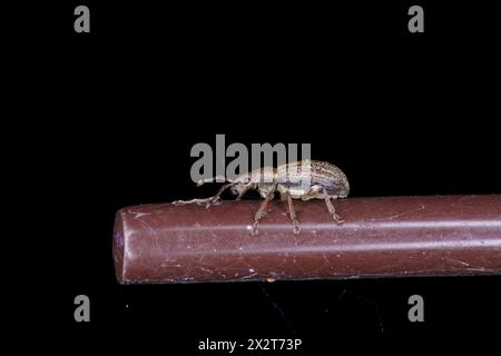 Phyllobius pyri Family Curculionidae Genus Phyllobius Common leaf weevil wild nature bug photography, picture, wallpaper Stock Photo