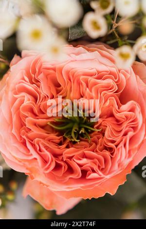 Petals of coral colored Mandarin X-Pression rose Stock Photo