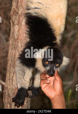 Madagascar. Nosy Soa Park. 08. 10. 2023. Cute black and white lemur vari Varecia variegata Bright orange eyes, fluffy fur. Madagascar man petting a le Stock Photo