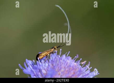 Scabiosa longhorned moth (Nemophora metallica), Valais, Switzerland Stock Photo