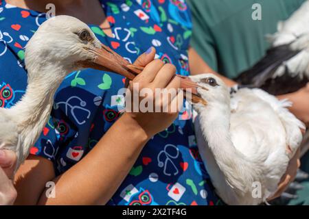 A treated stork will be released into the wild in Turkey Stock Photo