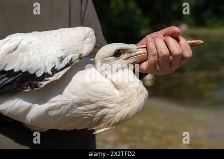 A treated stork will be released into the wild in Turkey Stock Photo