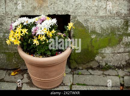 Yellow and white with purple chrysanthemums in a large clay street pot against a grey concrete wall covered in green moss. Horizontal. Stock Photo