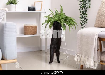 Cute black cat sniffing houseplant in living room Stock Photo