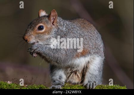 A grey squirrel perches on moss, enjoying a snack. The squirrel is holding food with its paws, eating in a forest setting. Stock Photo