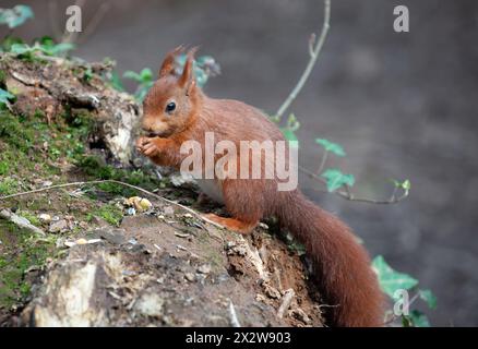 A red squirrel sits on a mossy log, holding food in its paws, eating to survive in its natural habitat. Stock Photo