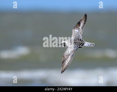 Black-bellied plover (Pluvialis squatarola) flying over the ocean during the spring migration, galveston, Texas, USA. Stock Photo