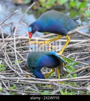 A couple of purple gallinules (Porphyrio martinica) mating, Brazos Bend State Park, Texas, USA. Stock Photo
