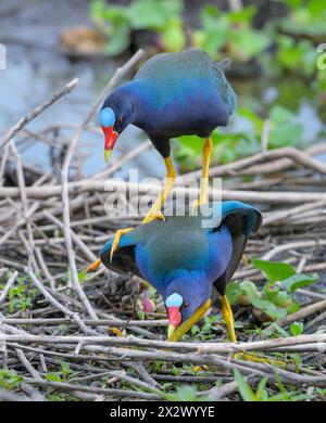 A couple of purple gallinules (Porphyrio martinica) mating, Brazos Bend State Park, Texas, USA. Stock Photo
