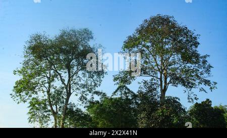 Sandoricum koetjape or Harp tree that grows towering against a blue sky in the dry season Stock Photo