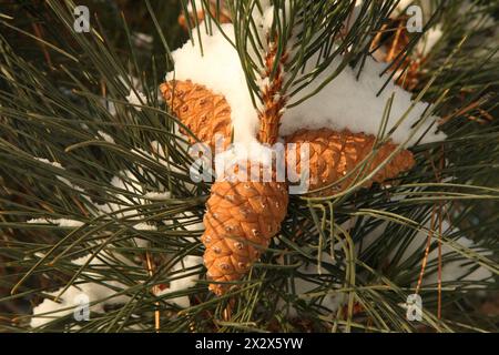 Close-up of fresh snow on Pine (Pinus) cones on a tree branch in Montana Stock Photo
