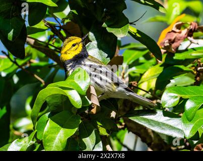 A Black-throated Green Warbler (Setophaga virens) foraging on a tree. Texas, USA. Stock Photo