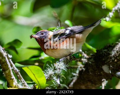 A Bay-breasted Warbler (Setophaga castanea) foraging on a tree. Texas, USA. Stock Photo