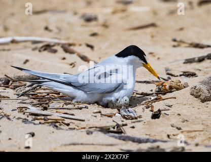 A Least Tern (Sternula antillarum) sitting on its nest. Texas, USA. Stock Photo