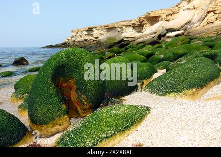 22.07.2019, Burgau, Algarve, Portugal - Stones on the beach are covered with moss. 00S190722D016CAROEX.JPG [MODEL RELEASE: NOT Applicable, PROPERTY RE Stock Photo