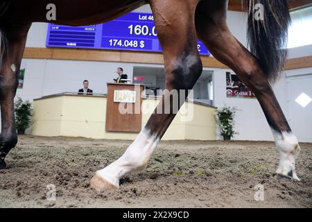 01.09.2023, Iffezheim, Baden-Wuerttemberg, Germany - Symbol photo: Horse auction. 00S230901D826CAROEX.JPG [MODEL RELEASE: NO, PROPERTY RELEASE: NO (c) Stock Photo