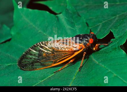 The adult Periodical Cicada which depending on the specfic brood emerges from the ground every 13 or 17 years in great abundance Stock Photo