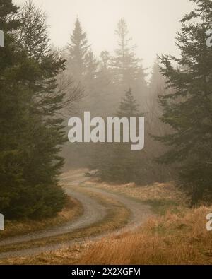 A dirt road with pines in fog in Beals Island, Maine Stock Photo