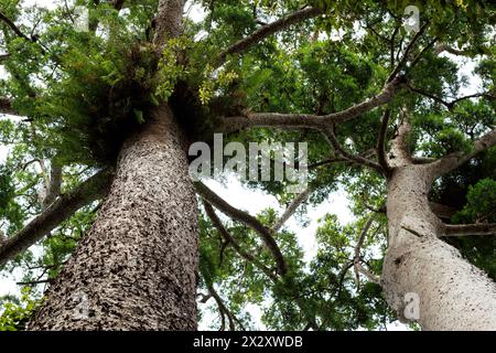 Kauri Pine (Agathis robusta) at Lake Barrine in Crater Lakes National Park, Queensland, Australia Stock Photo