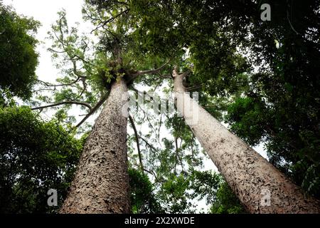 Kauri Pine (Agathis robusta) at Lake Barrine in Crater Lakes National Park, Queensland, Australia Stock Photo