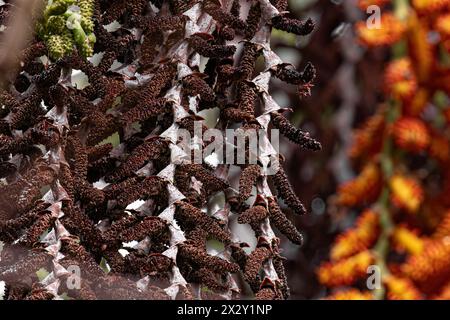 flowers of the buriti palm tree with selective focus Stock Photo