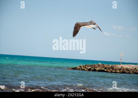 Seagull flying at the beach Stock Photo