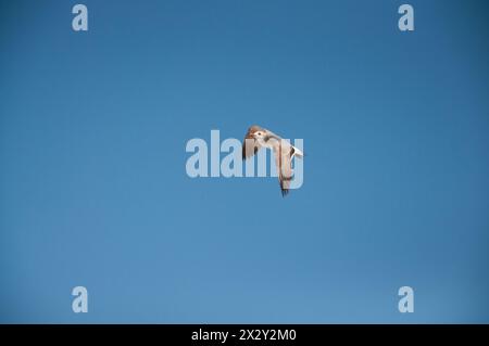 seagull flying at the beach Stock Photo