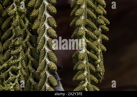 flowers of the buriti palm tree with selective focus Stock Photo