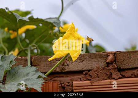 Sponge Gourd Yellow Flower of the species Luffa aegyptiaca Stock Photo