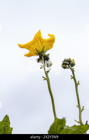 Sponge Gourd Yellow Flower of the species Luffa aegyptiaca Stock Photo