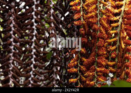 flowers of the buriti palm tree with selective focus Stock Photo