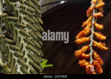 flowers of the buriti palm tree with selective focus Stock Photo