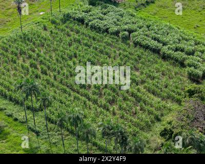 field sugar cane cultivation area agribusiness Stock Photo