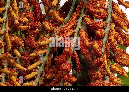 flowers of the buriti palm tree with selective focus Stock Photo