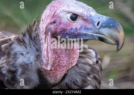 Close-up of an African lappet-faced vulture (Torgos tracheliotos) at Zoo Atlanta near downtown Atlanta, Georgia. (USA) Stock Photo