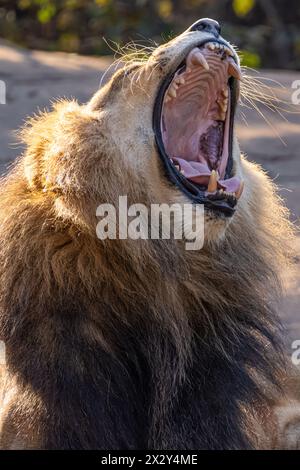 Male African lion (Panthera leo) at Zoo Atlanta near downtown Atlanta, Georgia. (USA) Stock Photo