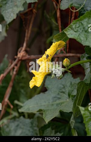 Sponge Gourd Yellow Flower of the species Luffa aegyptiaca Stock Photo