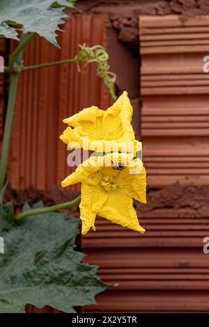 Sponge Gourd Yellow Flower of the species Luffa aegyptiaca Stock Photo