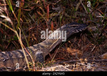 Rosenberg´s monitor, Varanus rosenbergi, large goanna in its natural habitat in Western Australia Stock Photo